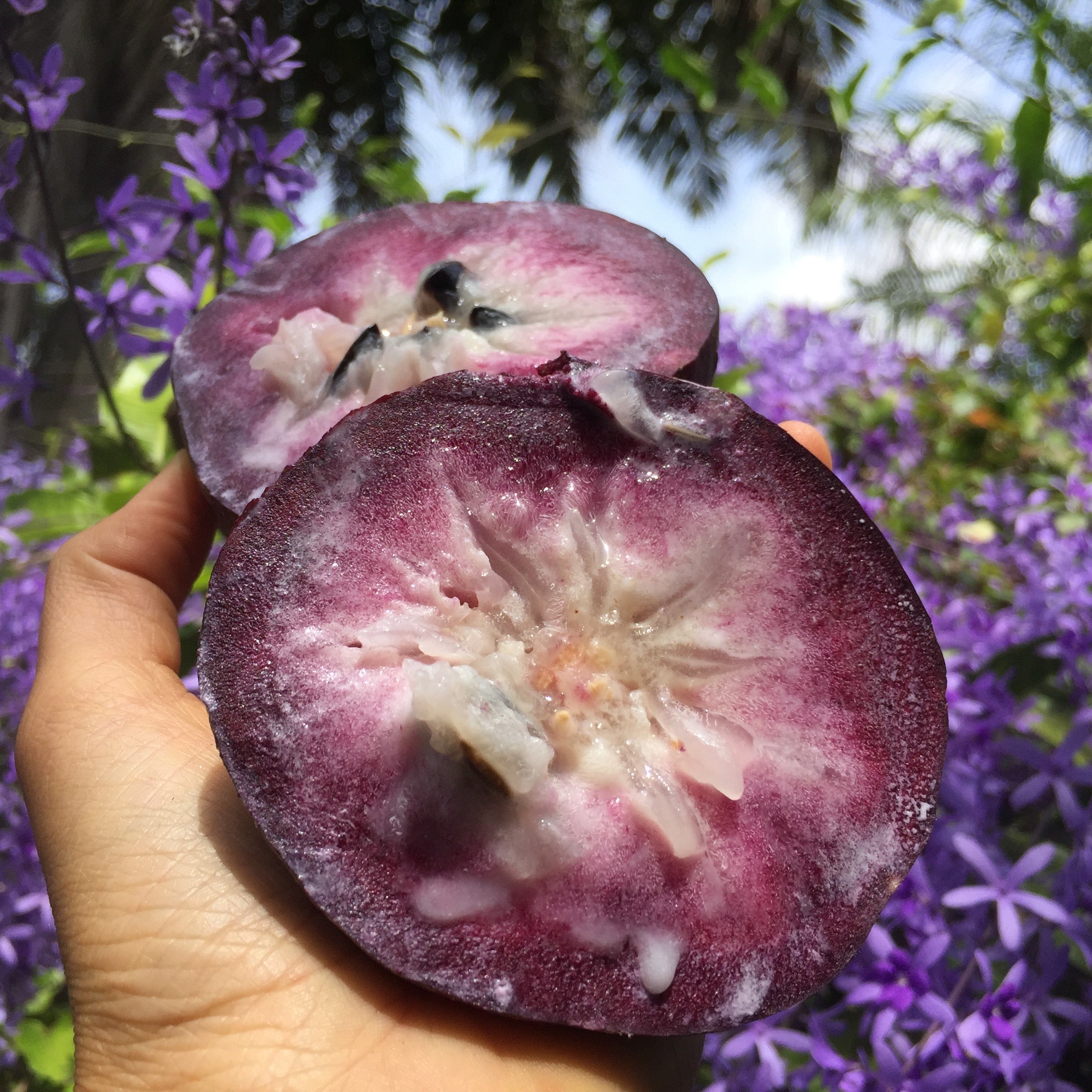 Star Apple - Caimito (Cainito) Box