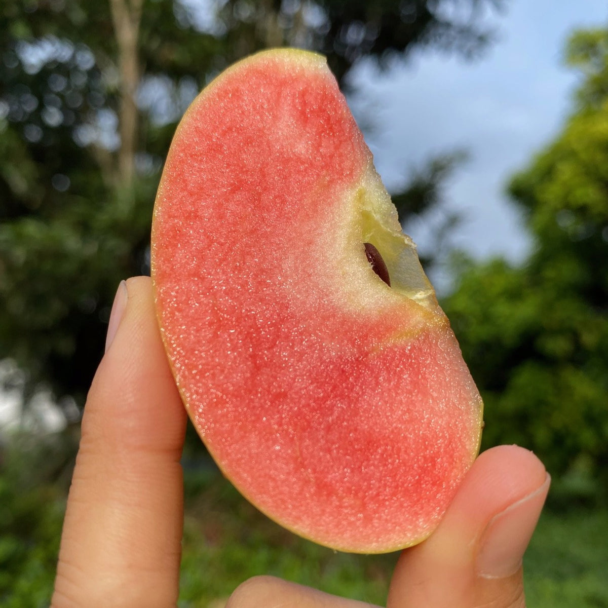 Hidden Rose Apple - Buy organic pink inside apples online ...