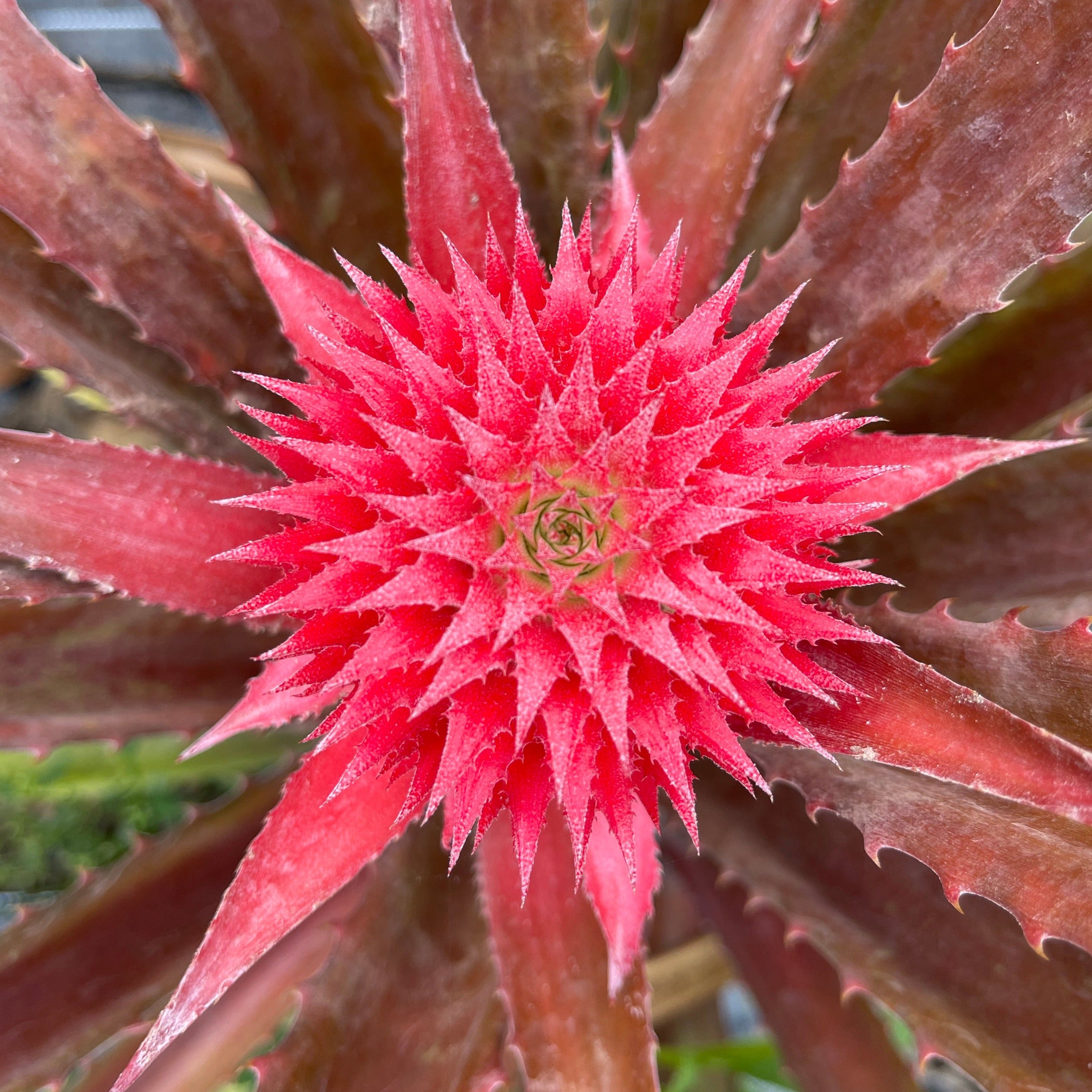Image of Red Pineapple Plant