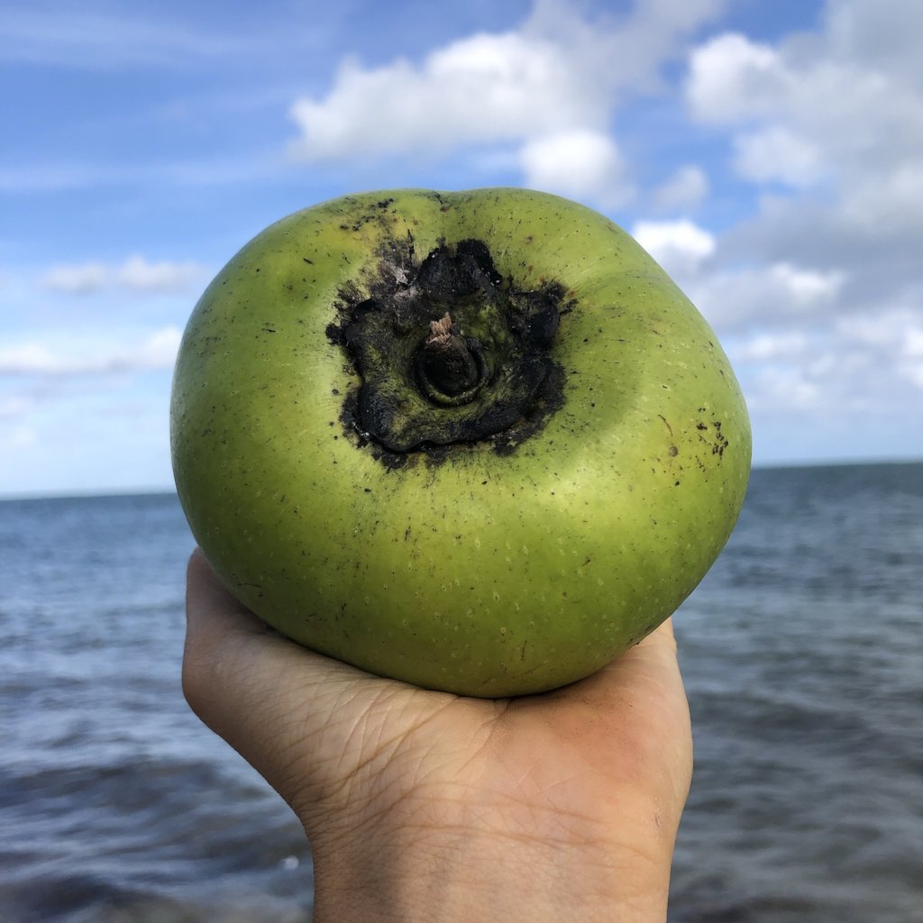 Black Sapote - Buy Black Sapote online from Miami Fruit