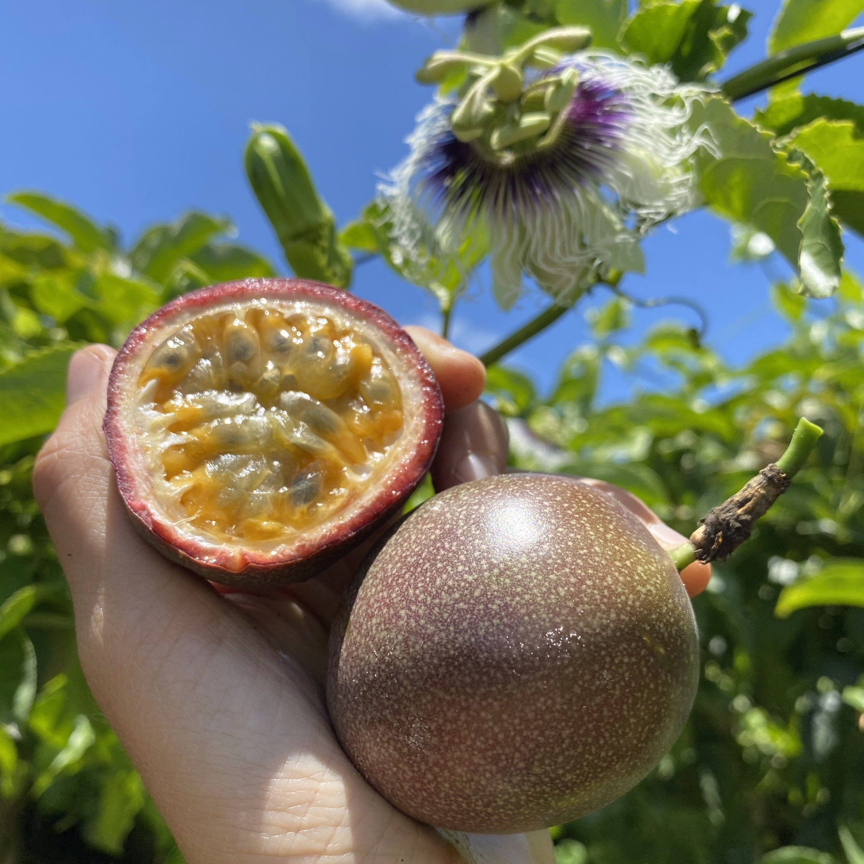 Passion fruit что это