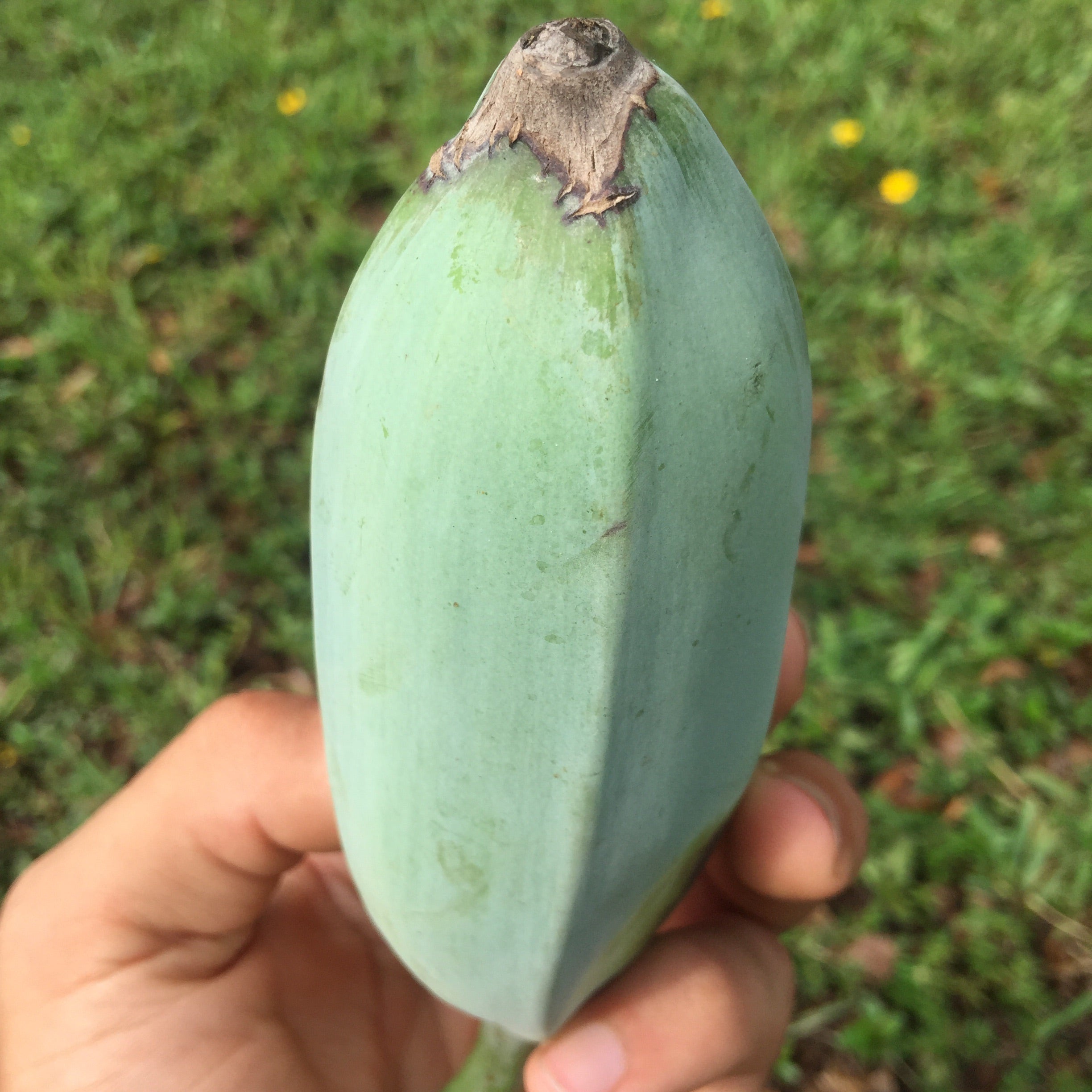 Blue Java Banana Pre Order Miami Fruit