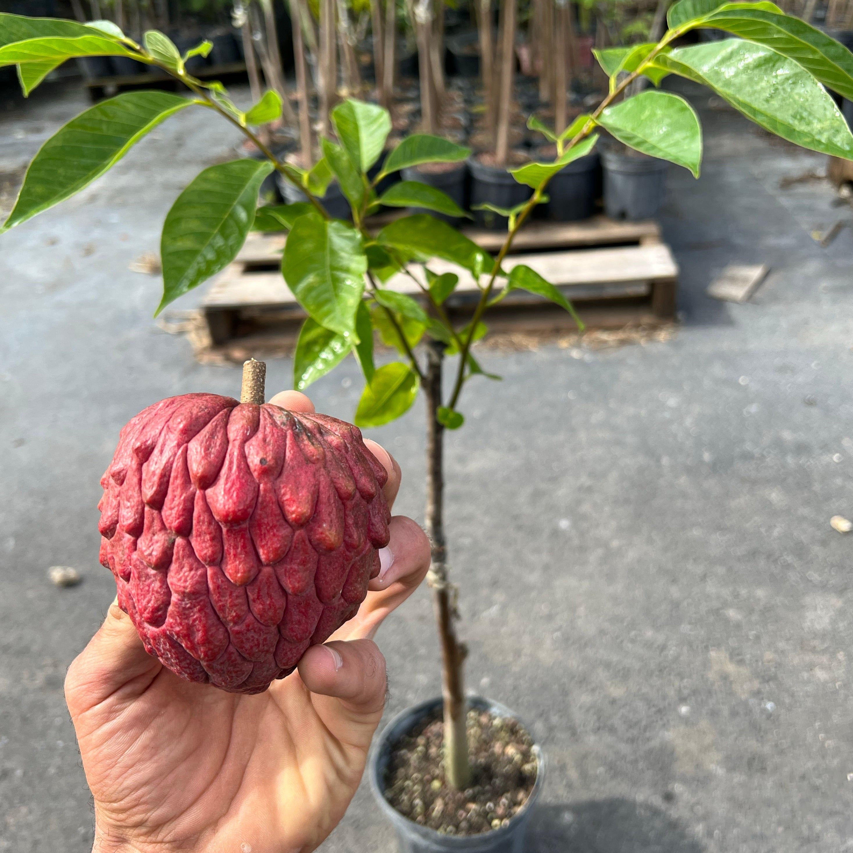 Image of Red Atemoya GRAFTED TREE