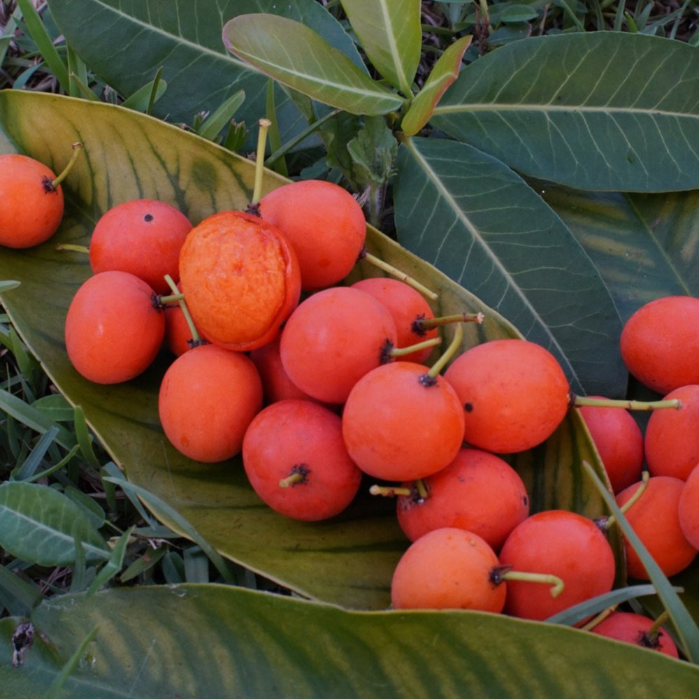 Imbe -  Fruits That Start With I 