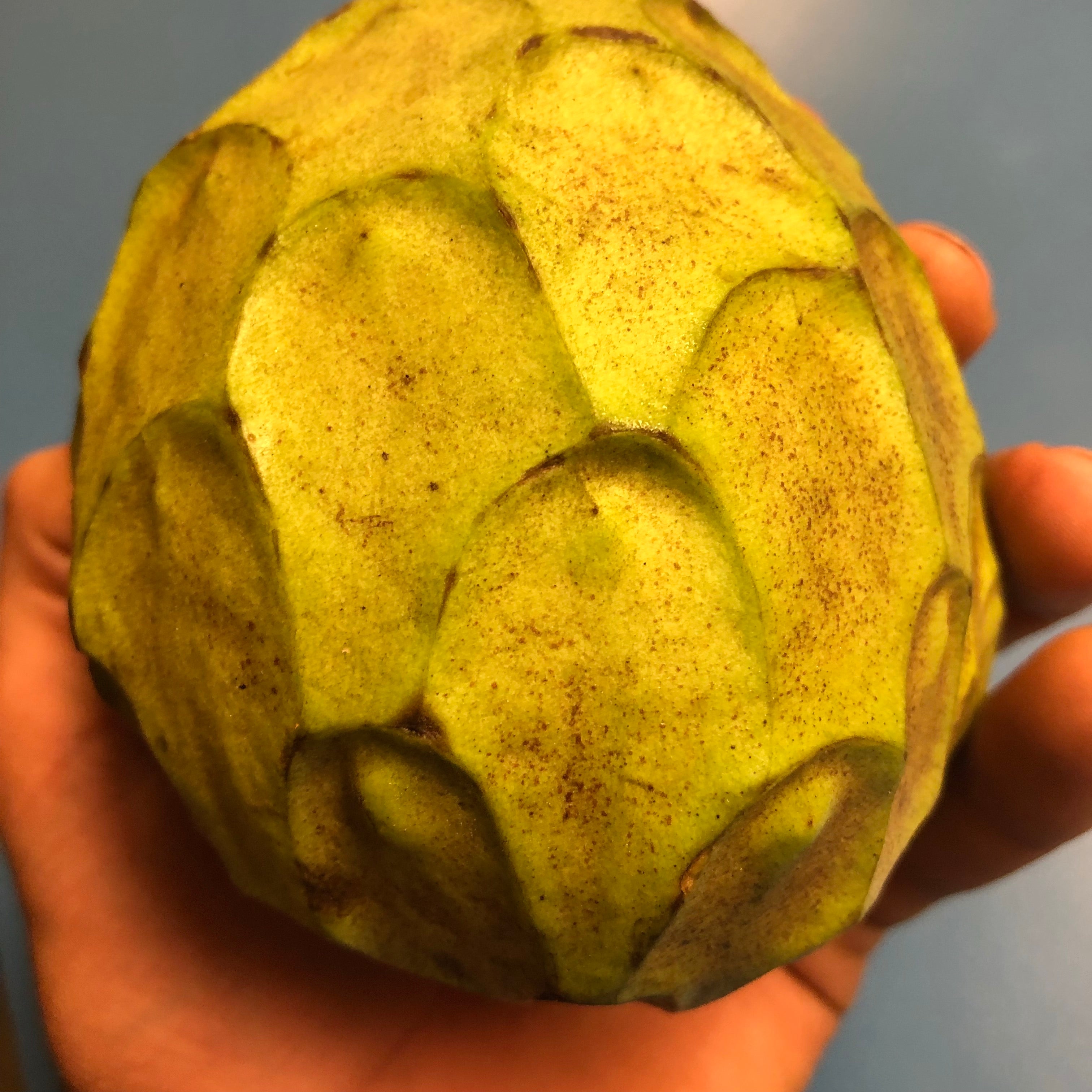 Cherimoya - Buy Cherimoya online from Miami Fruit