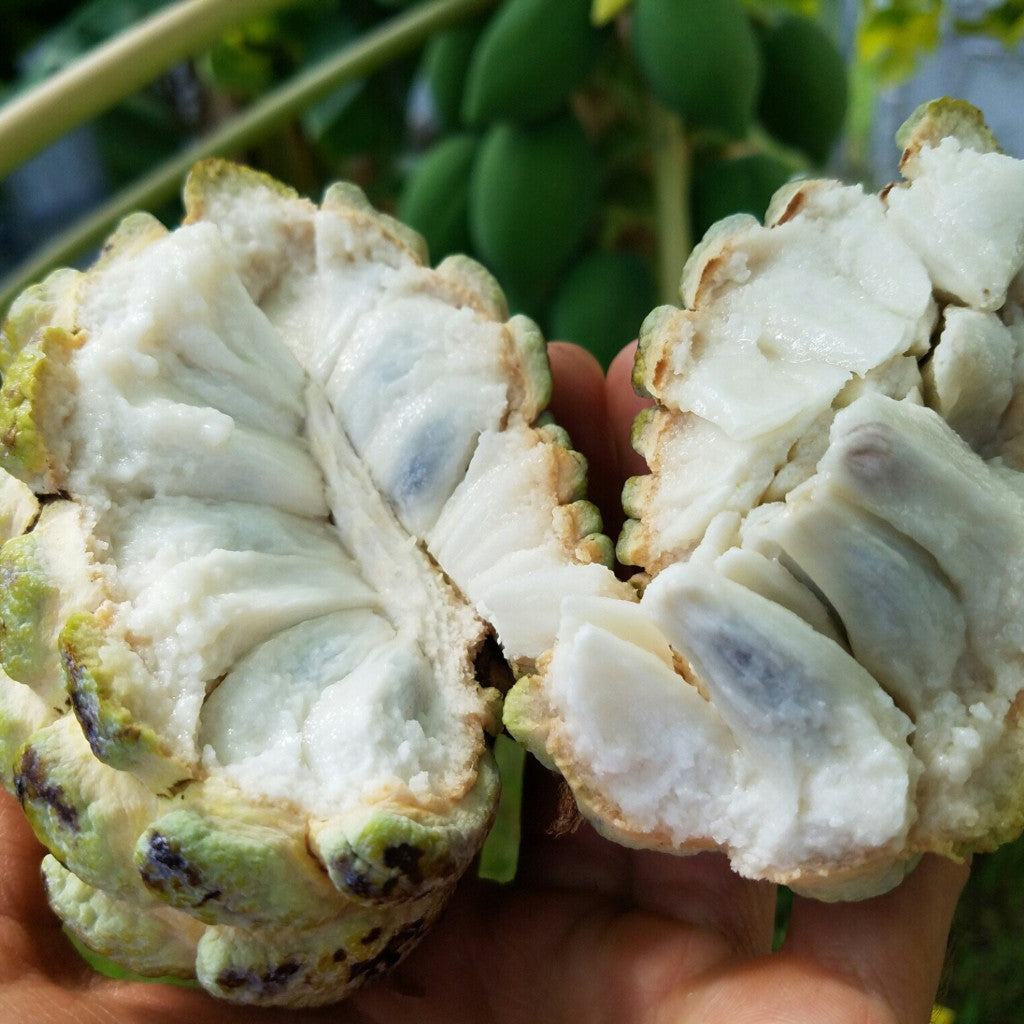 Sugar Apple (Sweetsop) *Pre-Order* - Miami Fruit product image