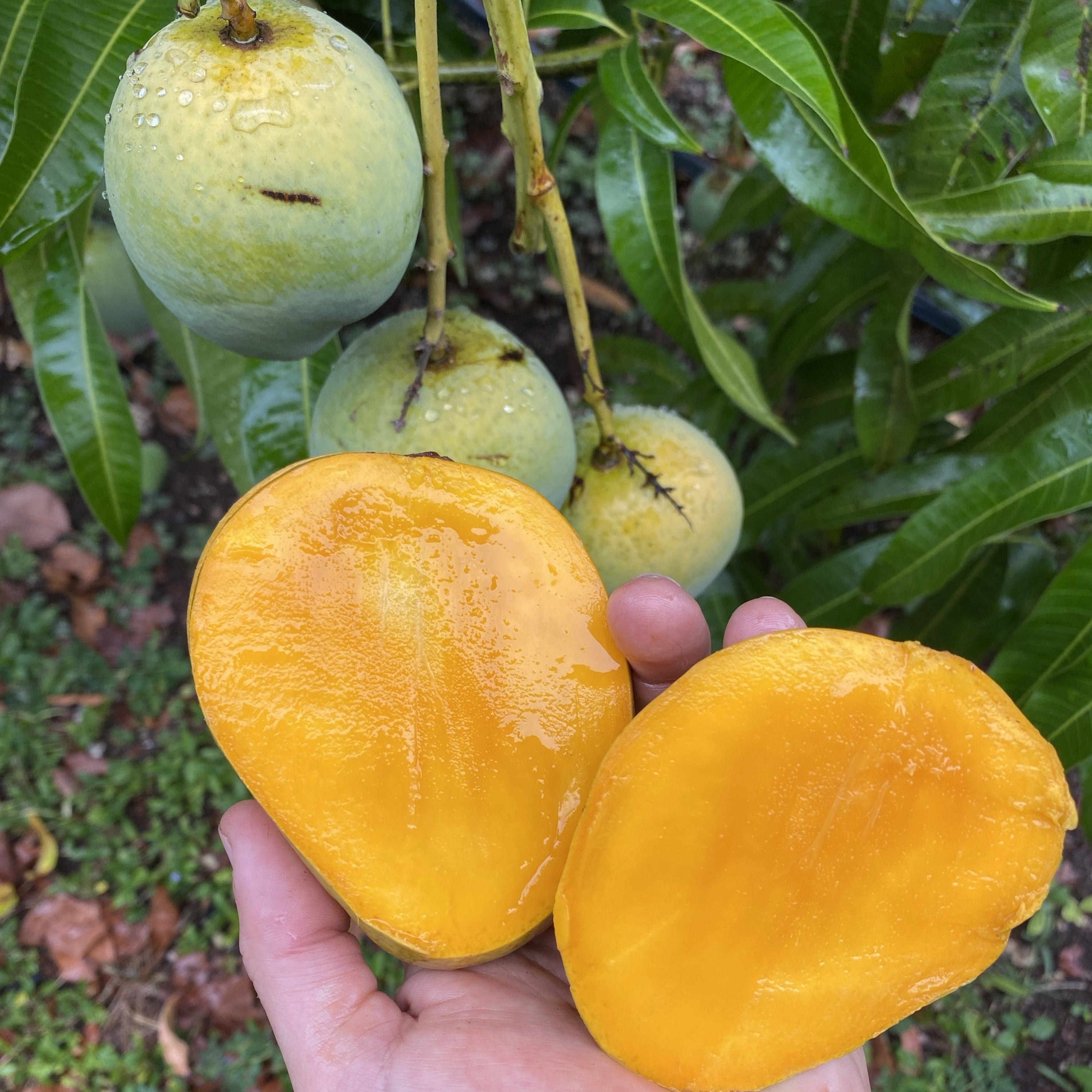 fairchild tangerine fruit