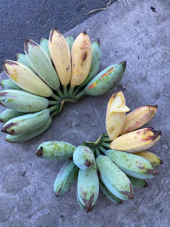 banana blue java