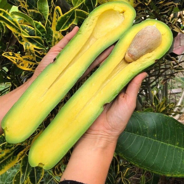 Long Neck Avocado *Pre-Order* - Miami Fruit product image