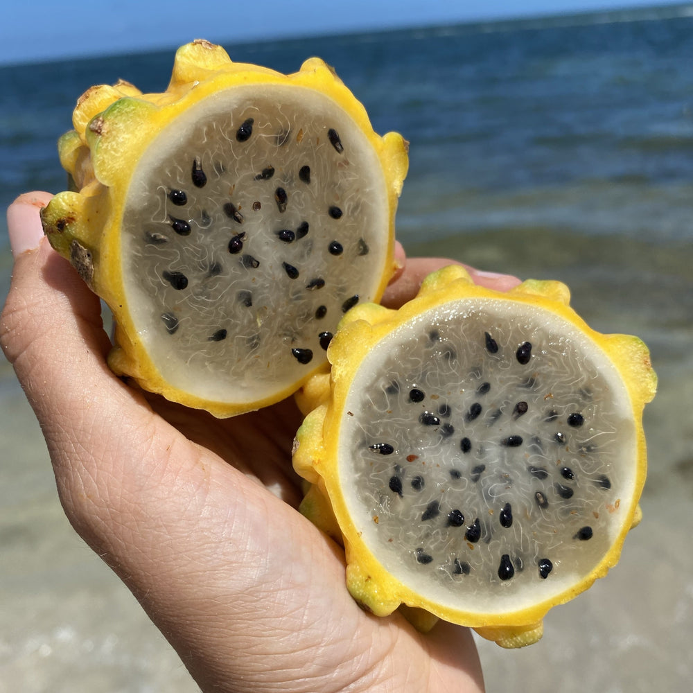 Exotic Mixed Dragonfruit / Pitaya Box *Nationwide Shipping* – The Farmers  On Wheels