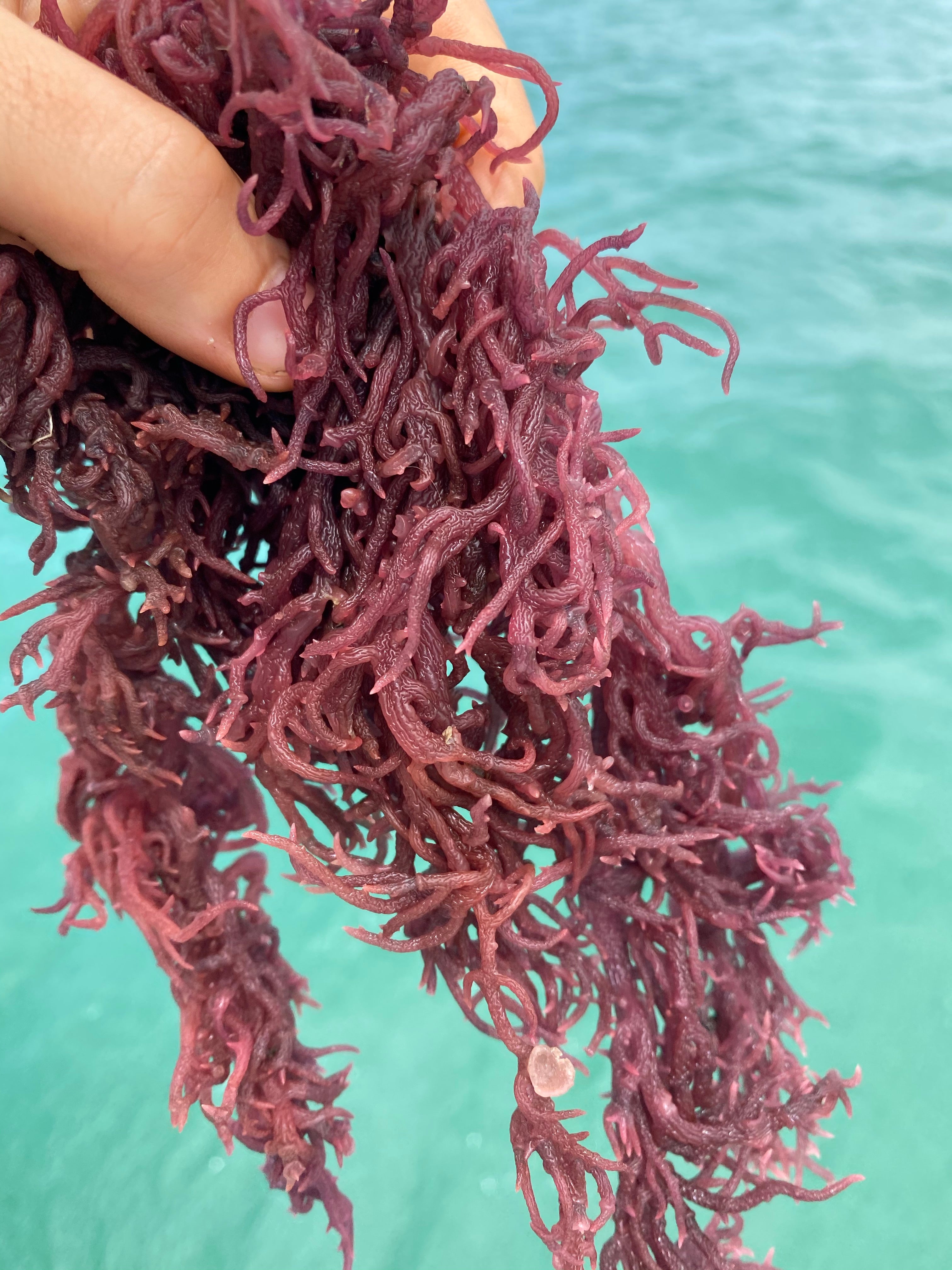 Wild Harvested Purple Sea Moss Miami Fruit