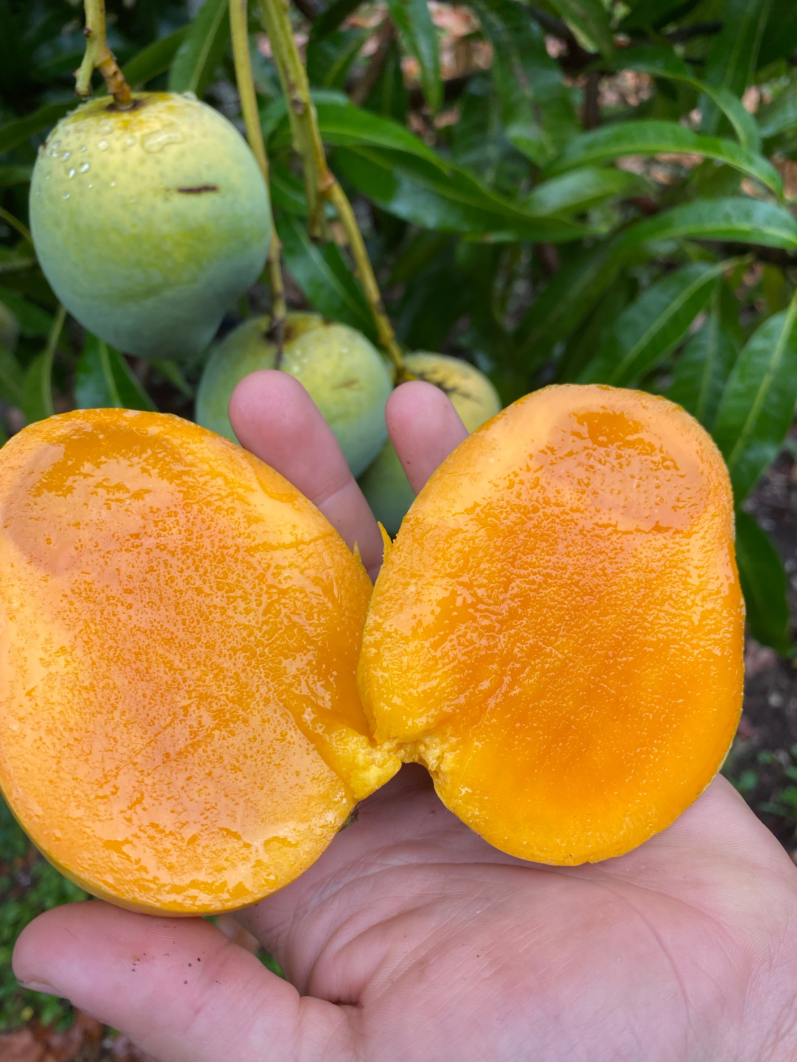 fairchild tangerine fruit