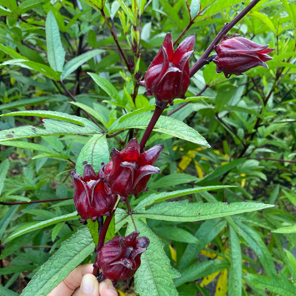 Fresh Roselle (Hibiscus/Sorrel) Calyx Box *Pre-Order* – Miami Fruit
