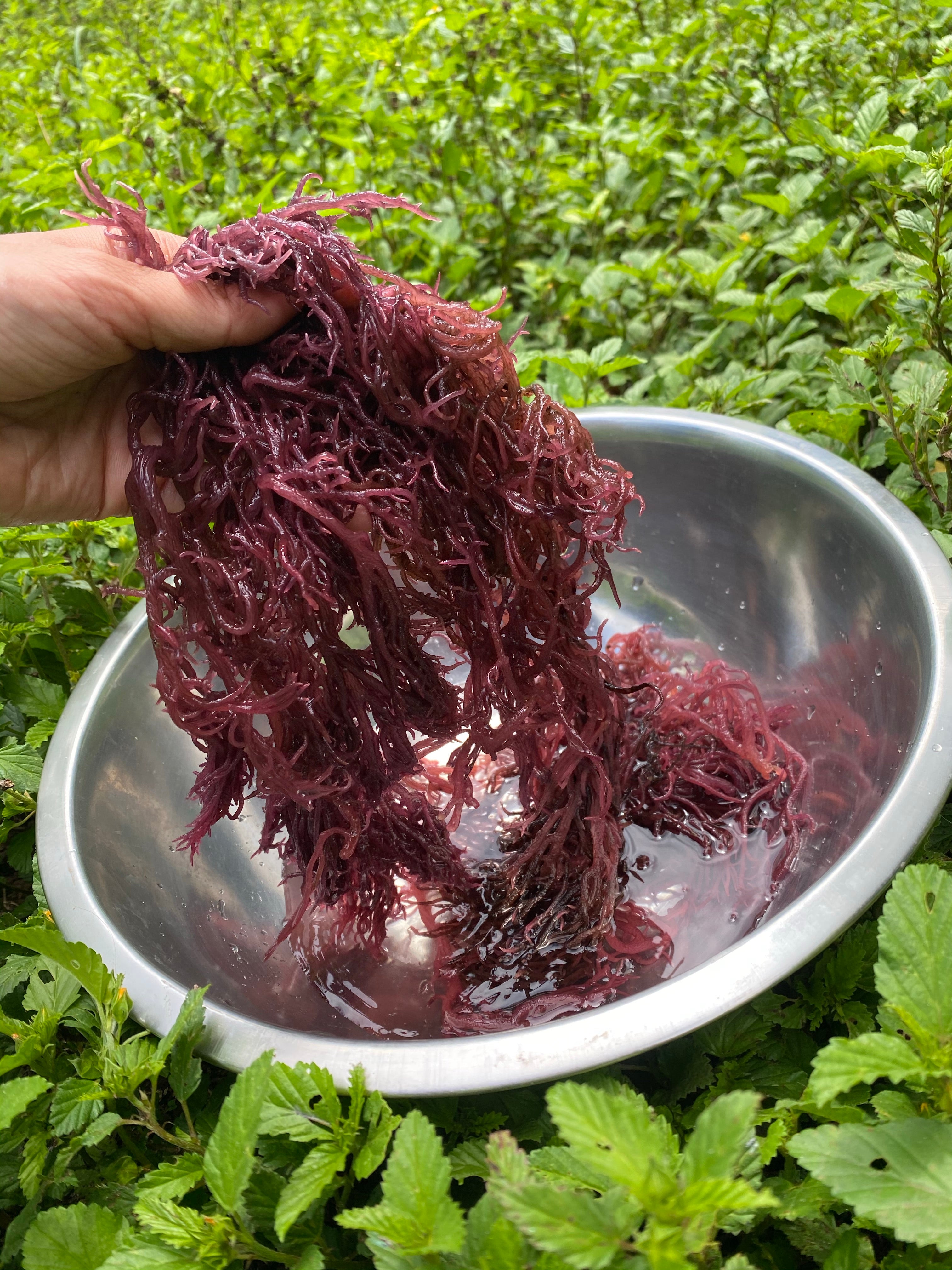 Wild Harvested Purple Sea Moss Miami Fruit