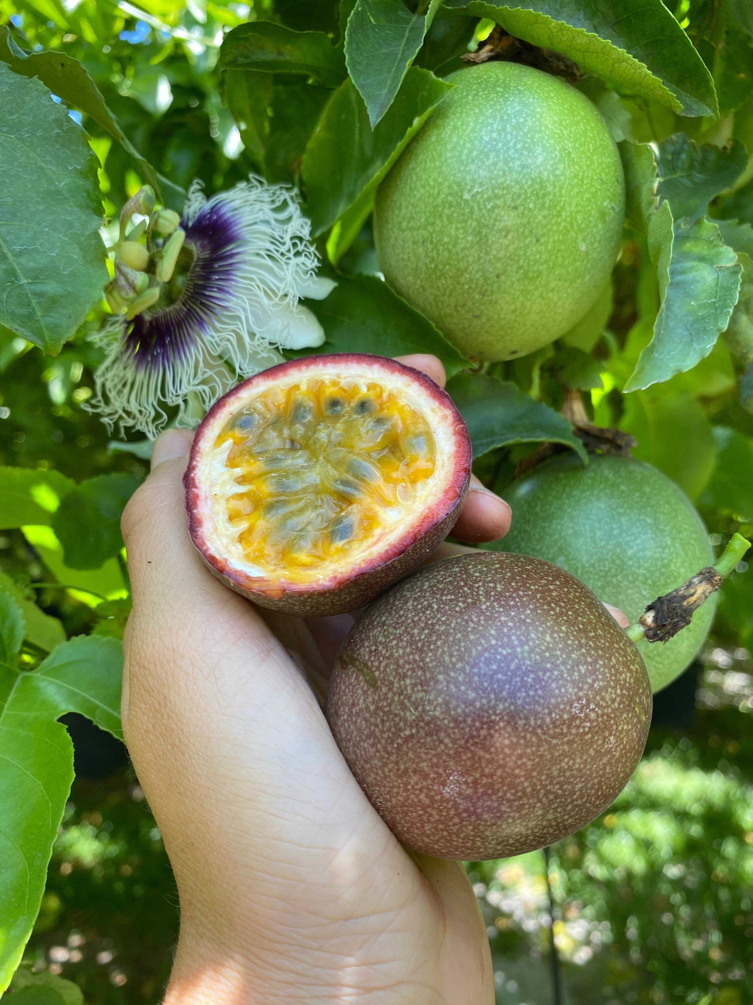 Purple/Pink Passionfruit (Lilikoi) Box – Miami Fruit