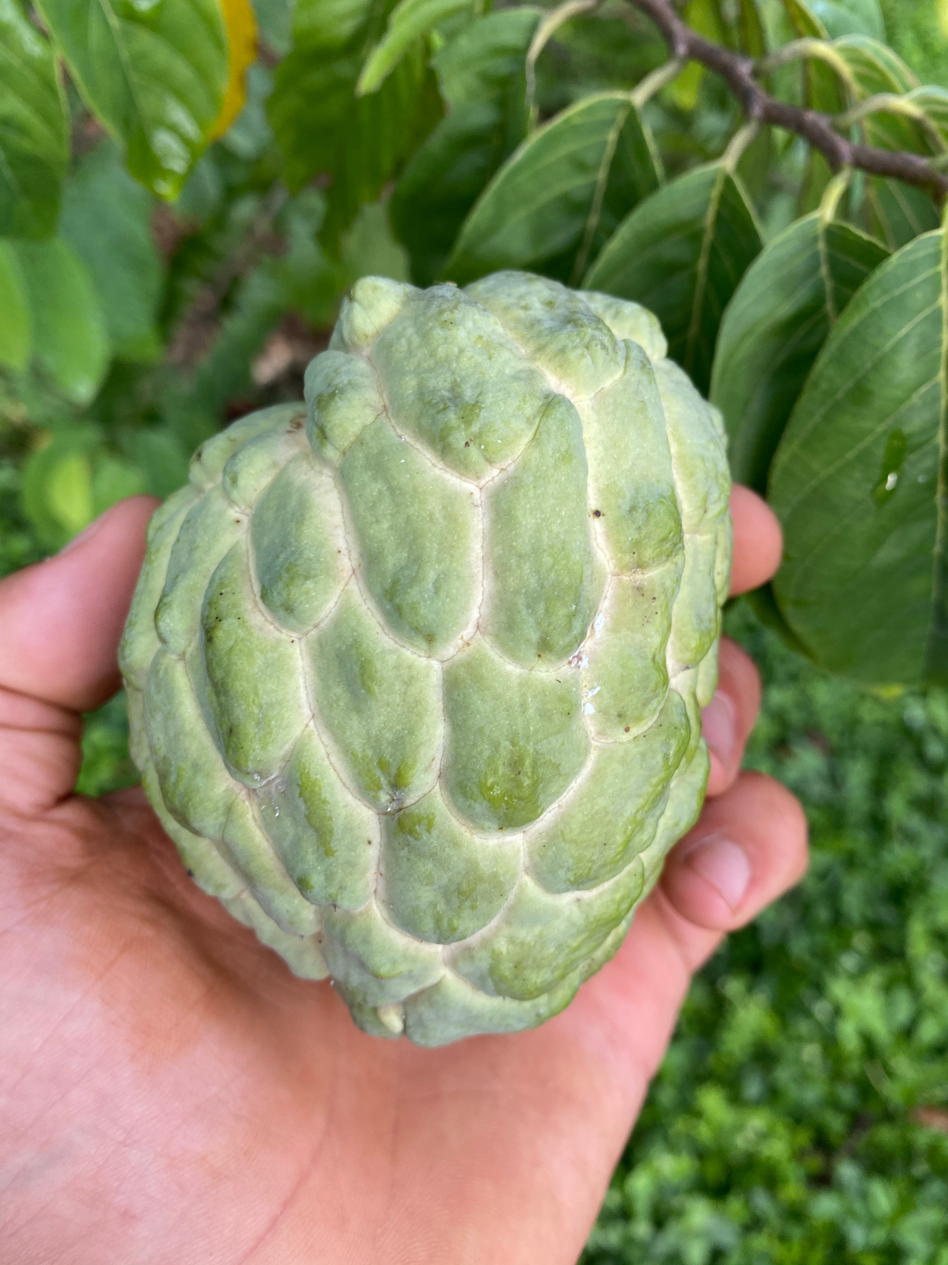 Image of “Dream” Annona GRAFTED TREE