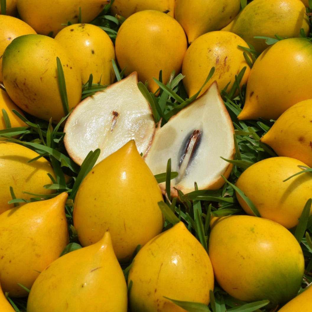 Abiu Buy Abiu online from Miami Fruit