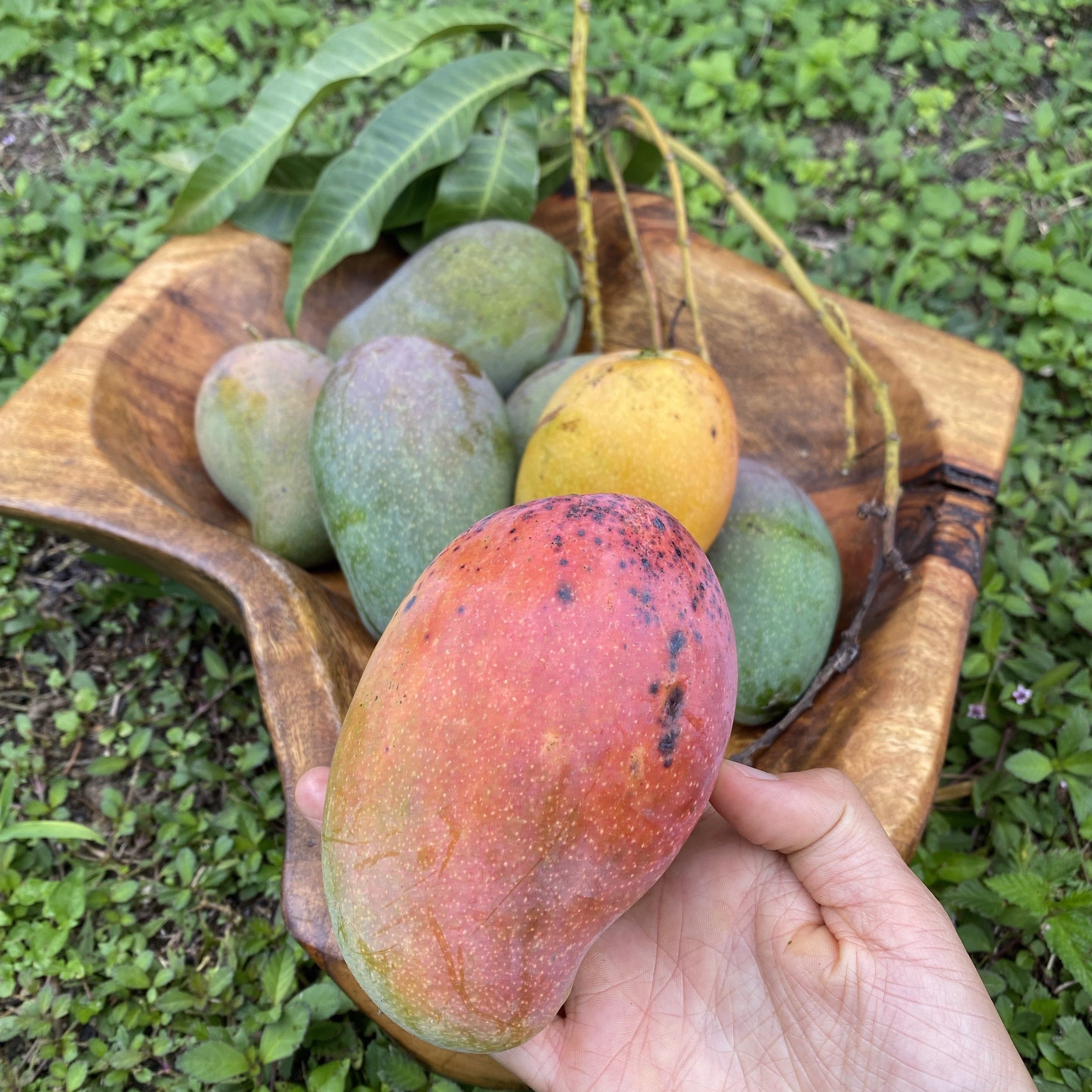 East Indian Mango *PreOrder* Miami Fruit