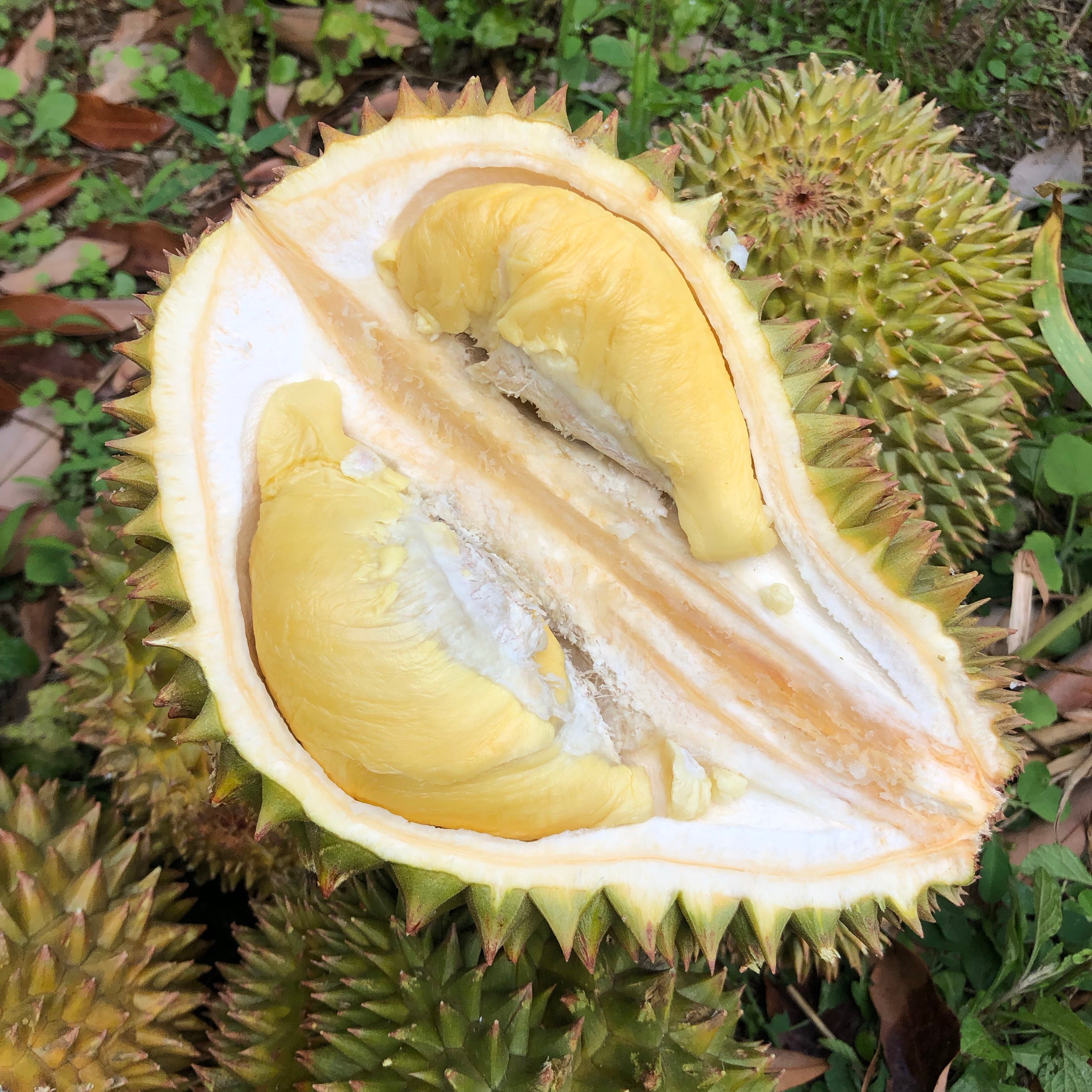 Download 610 Koleksi Gambar Durian Chanee Paling Baru Gratis