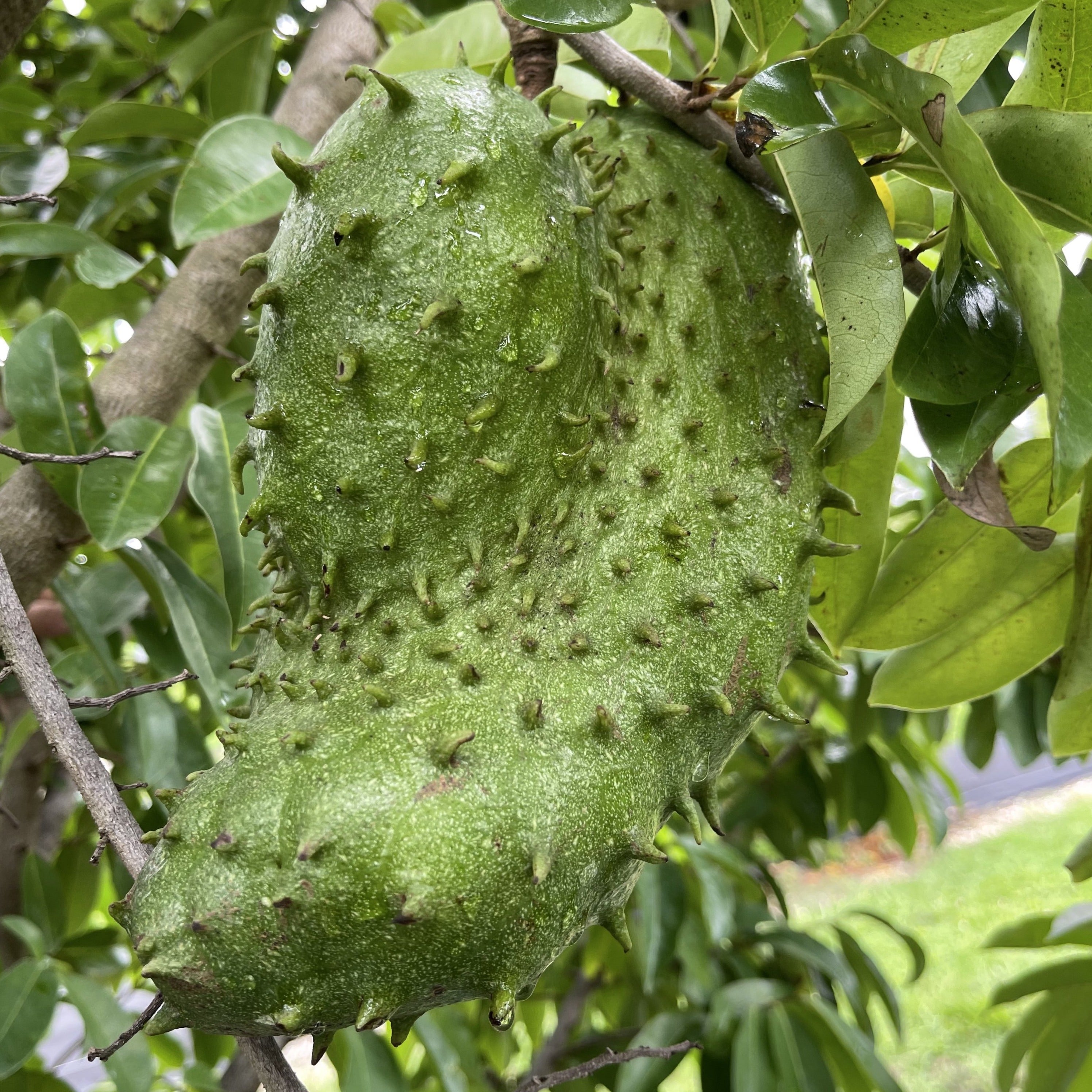 Locally Grown Miami Soursop Guanabana Miami Fruit