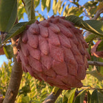 PRE-ORDER Sugar Apple – Fruit Hunters