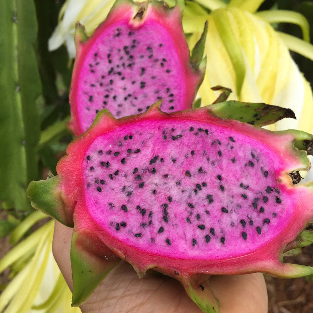 Exotic Mixed Dragonfruit / Pitaya Box *Nationwide Shipping* – The Farmers  On Wheels