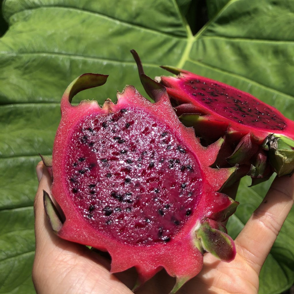 Exotic Mixed Dragonfruit / Pitaya Box *Nationwide Shipping* – The Farmers  On Wheels