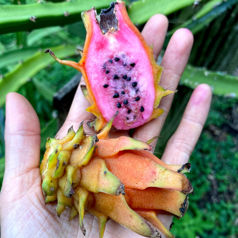 Exotic Mixed Dragonfruit / Pitaya Box *Nationwide Shipping* – The Farmers  On Wheels