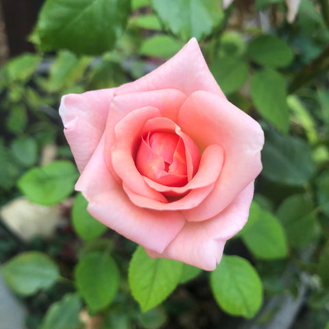 How To Prune Roses