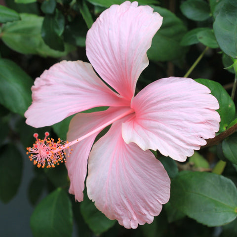 Hibiscus