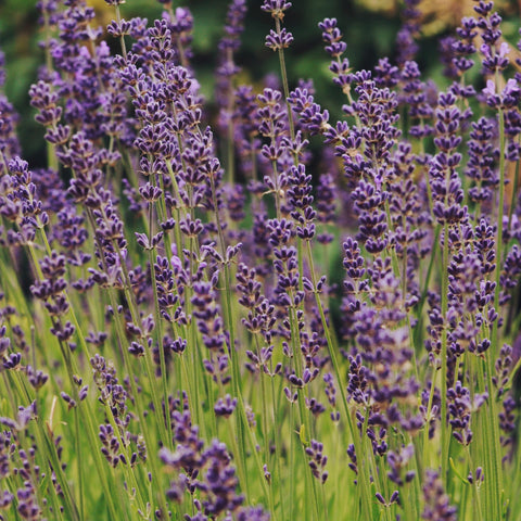 A Quick Guide To Pruning Lavender Plants
