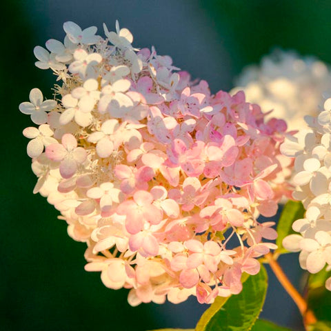 6 tipos populares de hortensias para un jardín floreciente