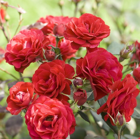 Knockout Roses Care