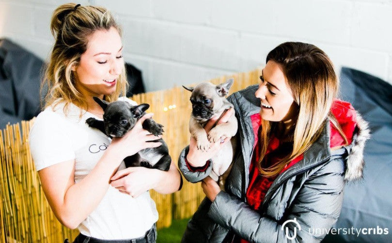 The Backstage Of The Puppy Petting Day In Your Dog House Gifts