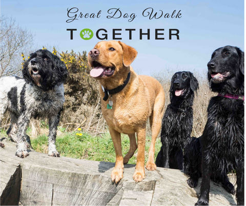 Great Dog Walk Together