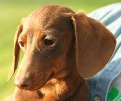 Dachshund5