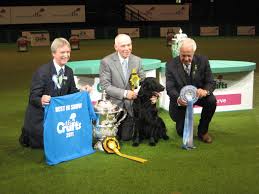 Crufts Dog Show