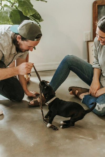 Keeping dogs entertained indoors