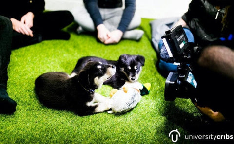 puppies, students, puppy petting day, stress relief