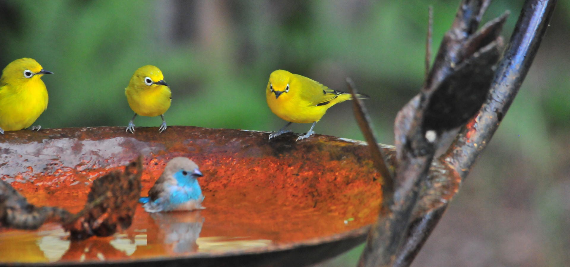 A group of birds sat around a water bowl