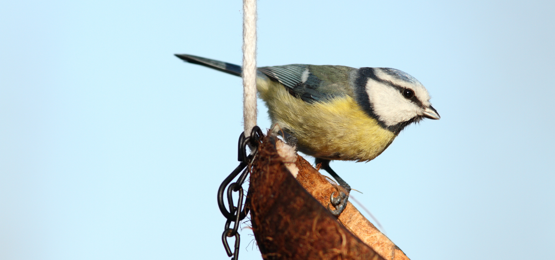 A bird sat on a hanging ornament