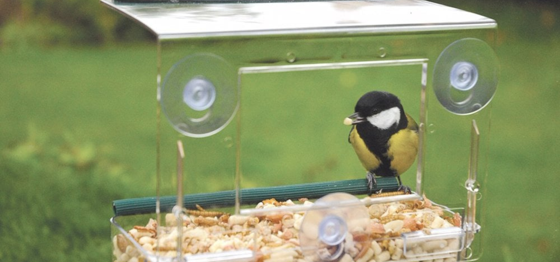 A bird in a window-mounted bird feeder