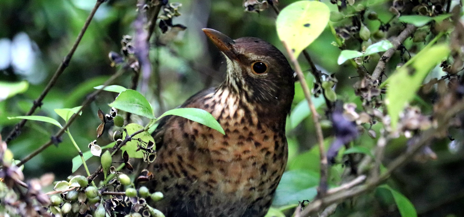 A bird in foliage