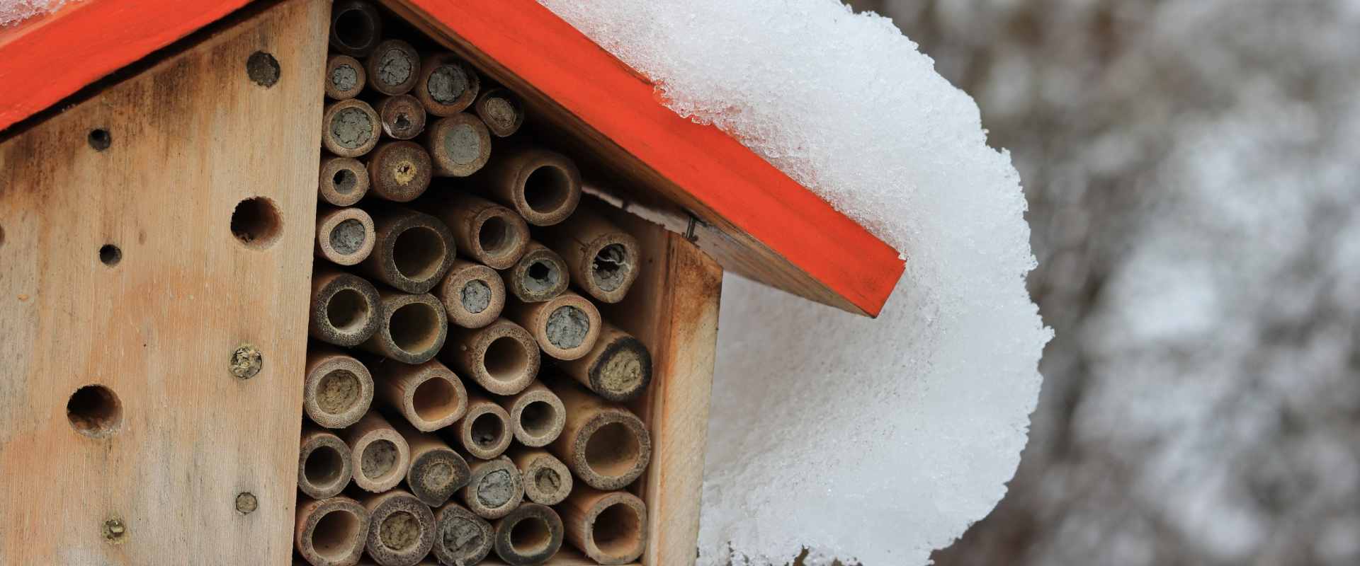A bug house covered in snow