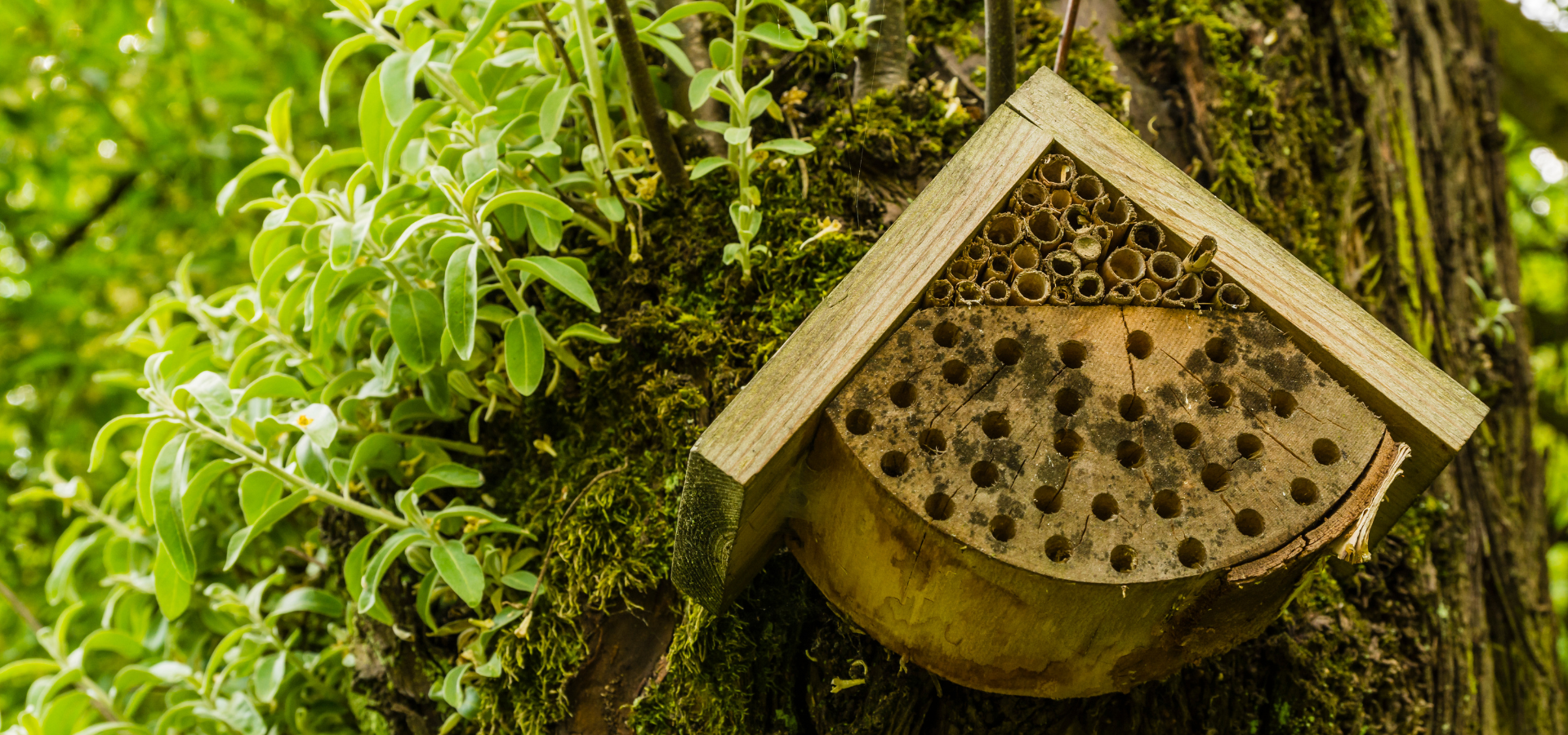 A bug house on an old tree