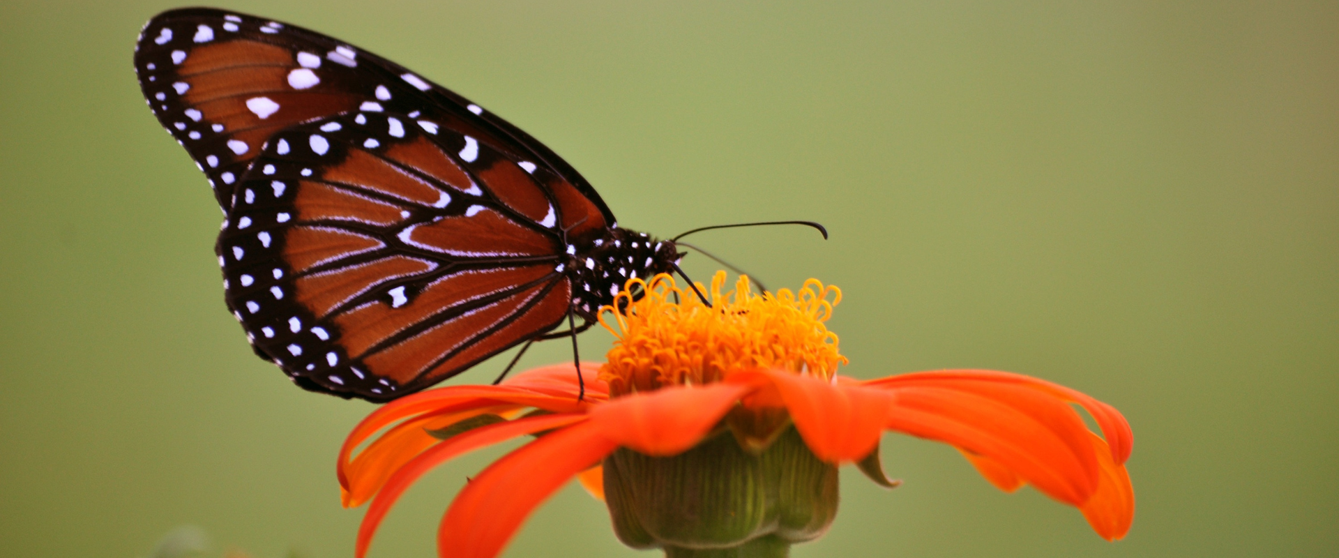 A butterfly on a flower