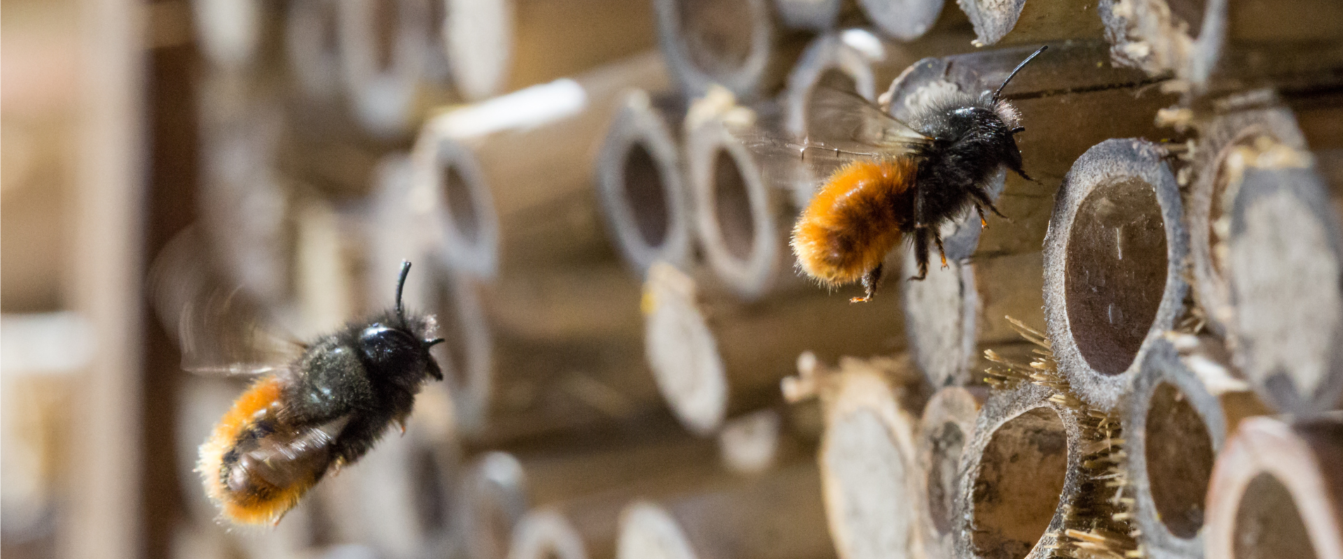 Two bees in front of a bee house