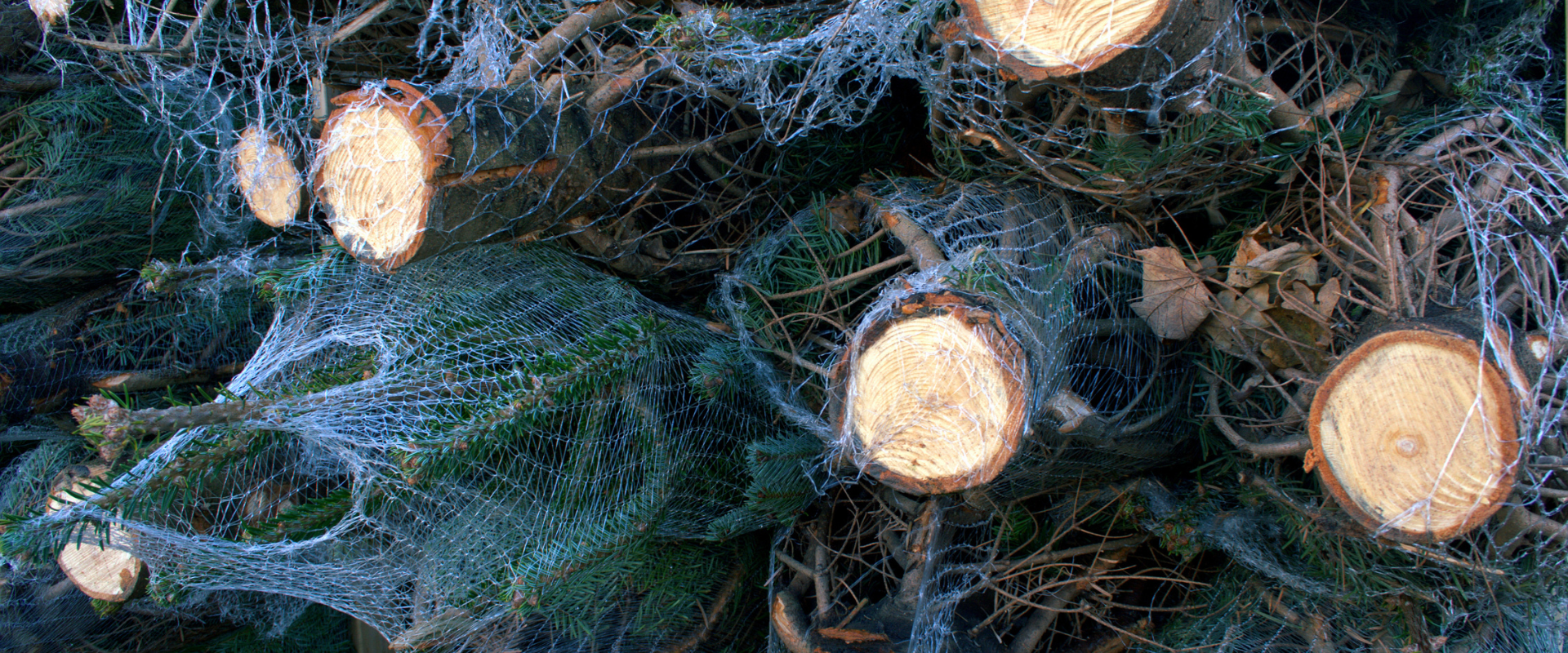 Cut and netted Christmas trees on their sides