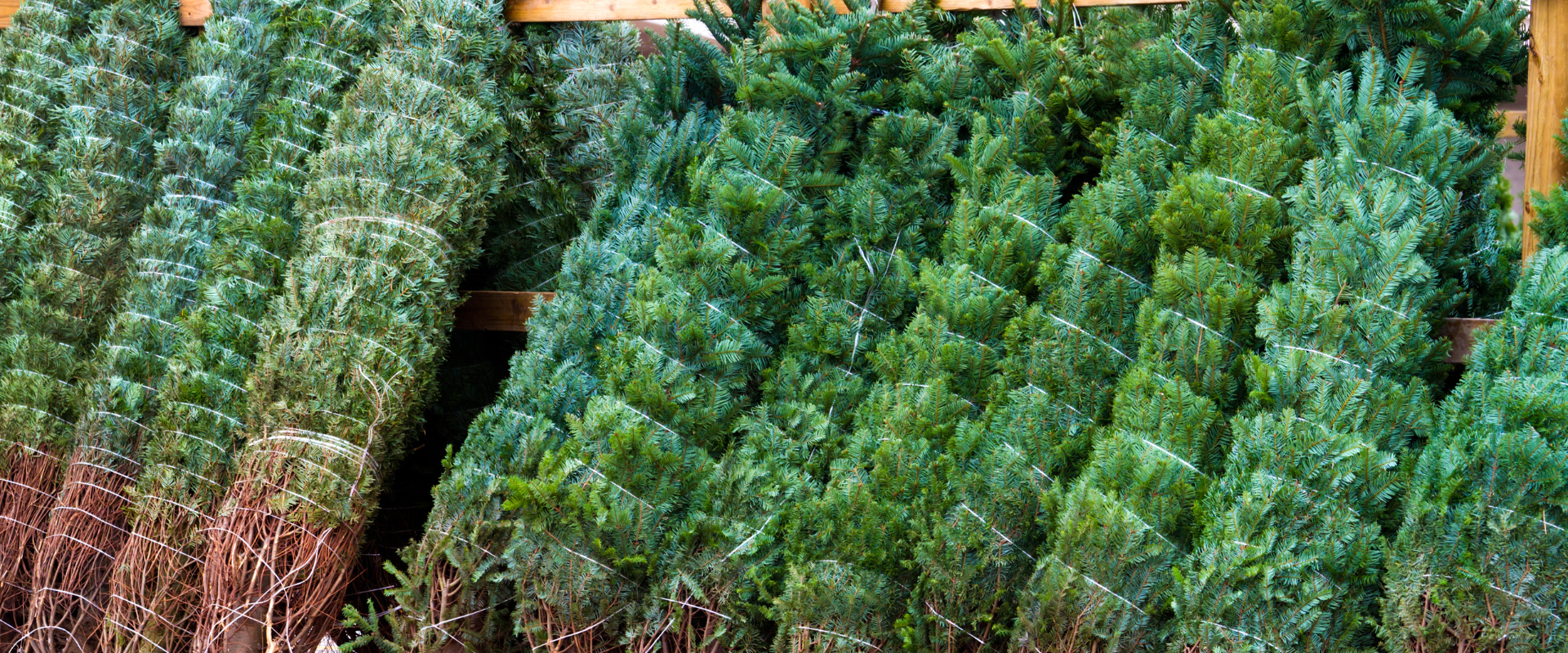 A lot of netted Christmas trees stood against a wall