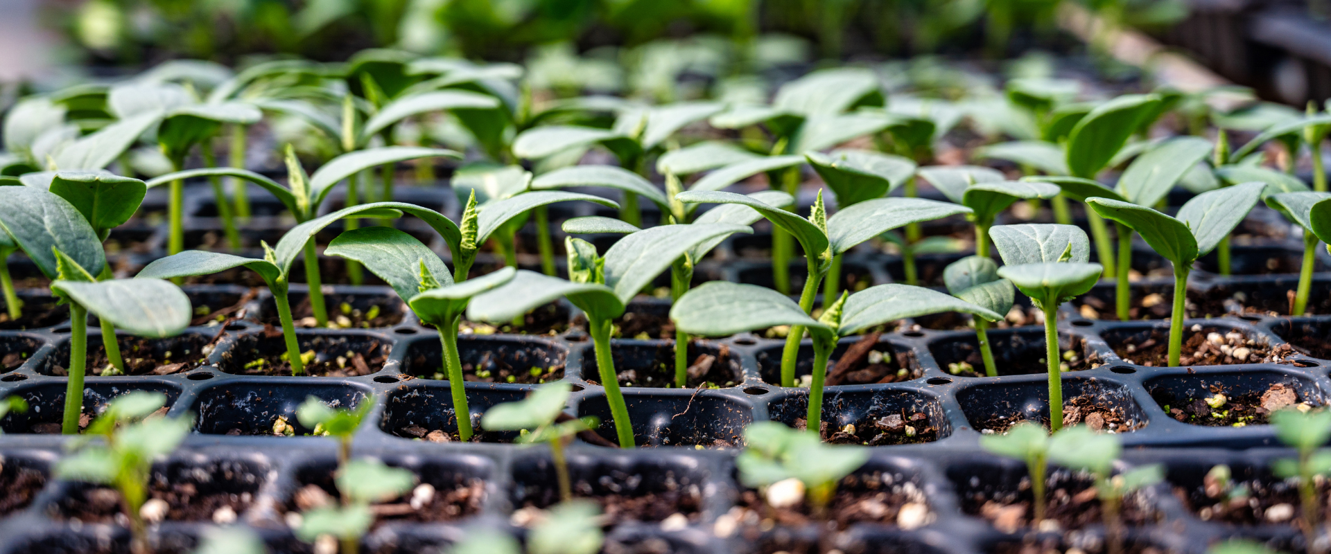 Seedlings